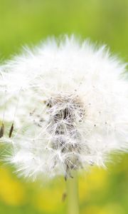 Preview wallpaper dandelion, grass, light, fluff, flight