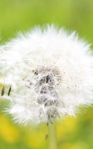 Preview wallpaper dandelion, grass, light, fluff, flight