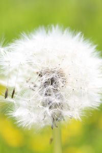 Preview wallpaper dandelion, grass, light, fluff, flight