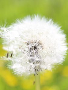 Preview wallpaper dandelion, grass, light, fluff, flight