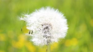 Preview wallpaper dandelion, grass, light, fluff, flight