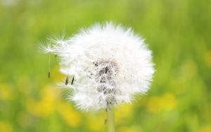 Preview wallpaper dandelion, grass, light, fluff, flight