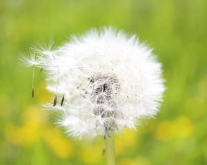 Preview wallpaper dandelion, grass, light, fluff, flight