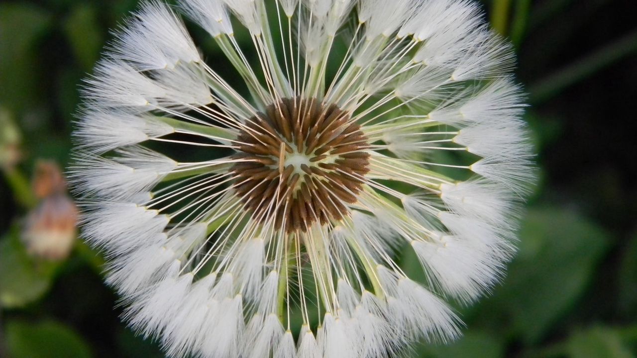 Wallpaper dandelion, grass, light, down