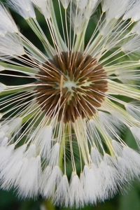 Preview wallpaper dandelion, grass, light, down