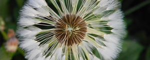 Preview wallpaper dandelion, grass, light, down