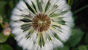 Preview wallpaper dandelion, grass, light, down