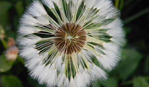 Preview wallpaper dandelion, grass, light, down