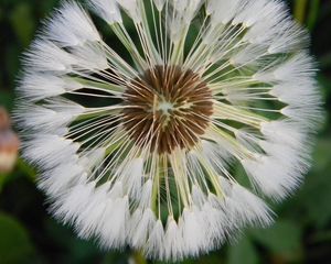 Preview wallpaper dandelion, grass, light, down