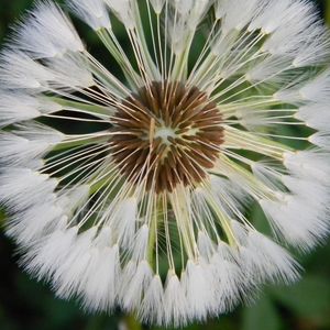 Preview wallpaper dandelion, grass, light, down