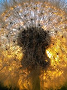 Preview wallpaper dandelion, grass, light, shadow, down