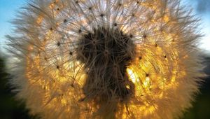 Preview wallpaper dandelion, grass, light, shadow, down