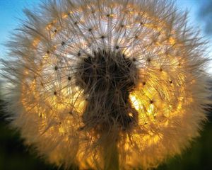 Preview wallpaper dandelion, grass, light, shadow, down