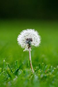 Preview wallpaper dandelion, grass, macro, plant