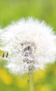 Preview wallpaper dandelion, grass, seeds, feathers, bright