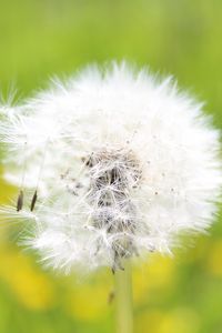 Preview wallpaper dandelion, grass, seeds, feathers, bright