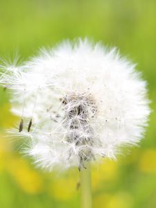 Preview wallpaper dandelion, grass, seeds, feathers, bright