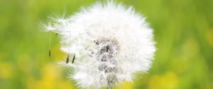 Preview wallpaper dandelion, grass, seeds, feathers, bright