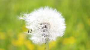 Preview wallpaper dandelion, grass, seeds, feathers, bright