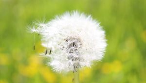 Preview wallpaper dandelion, grass, seeds, feathers, bright