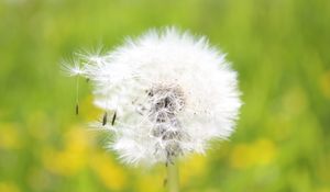 Preview wallpaper dandelion, grass, seeds, feathers, bright