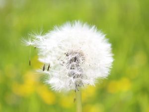 Preview wallpaper dandelion, grass, seeds, feathers, bright