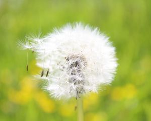 Preview wallpaper dandelion, grass, seeds, feathers, bright