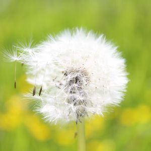 Preview wallpaper dandelion, grass, seeds, feathers, bright