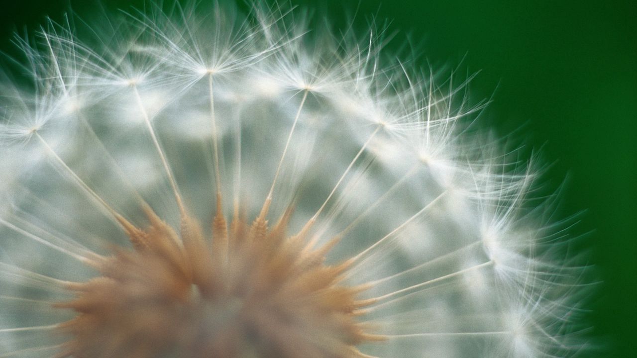 Wallpaper dandelion, green, white, seeds, feathers