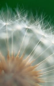 Preview wallpaper dandelion, green, white, seeds, feathers