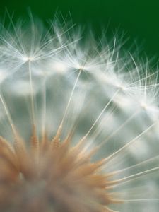 Preview wallpaper dandelion, green, white, seeds, feathers