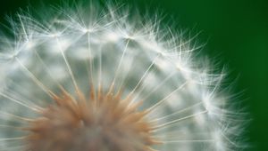 Preview wallpaper dandelion, green, white, seeds, feathers