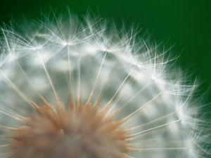 Preview wallpaper dandelion, green, white, seeds, feathers