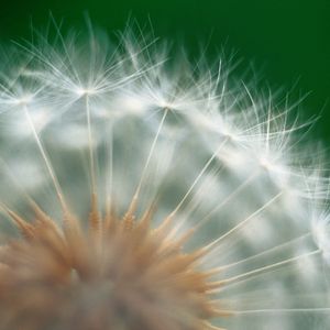 Preview wallpaper dandelion, green, white, seeds, feathers