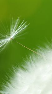 Preview wallpaper dandelion, green, white, seeds, feathers