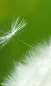 Preview wallpaper dandelion, green, white, seeds, feathers