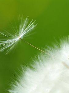 Preview wallpaper dandelion, green, white, seeds, feathers