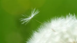 Preview wallpaper dandelion, green, white, seeds, feathers