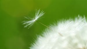 Preview wallpaper dandelion, green, white, seeds, feathers