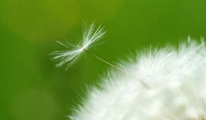 Preview wallpaper dandelion, green, white, seeds, feathers