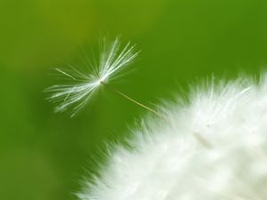 Preview wallpaper dandelion, green, white, seeds, feathers