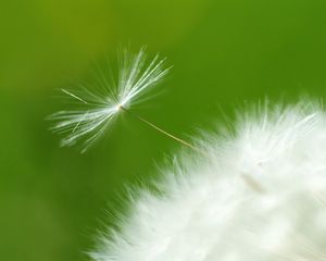 Preview wallpaper dandelion, green, white, seeds, feathers