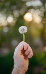 Preview wallpaper dandelion, hand, macro