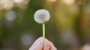 Preview wallpaper dandelion, hand, macro