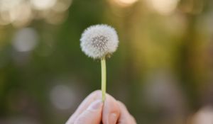 Preview wallpaper dandelion, hand, macro