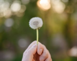 Preview wallpaper dandelion, hand, macro