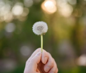 Preview wallpaper dandelion, hand, macro