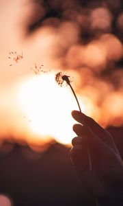 Preview wallpaper dandelion, hand, sunset, blur, dusk