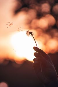 Preview wallpaper dandelion, hand, sunset, blur, dusk