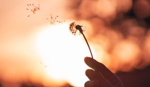 Preview wallpaper dandelion, hand, sunset, blur, dusk